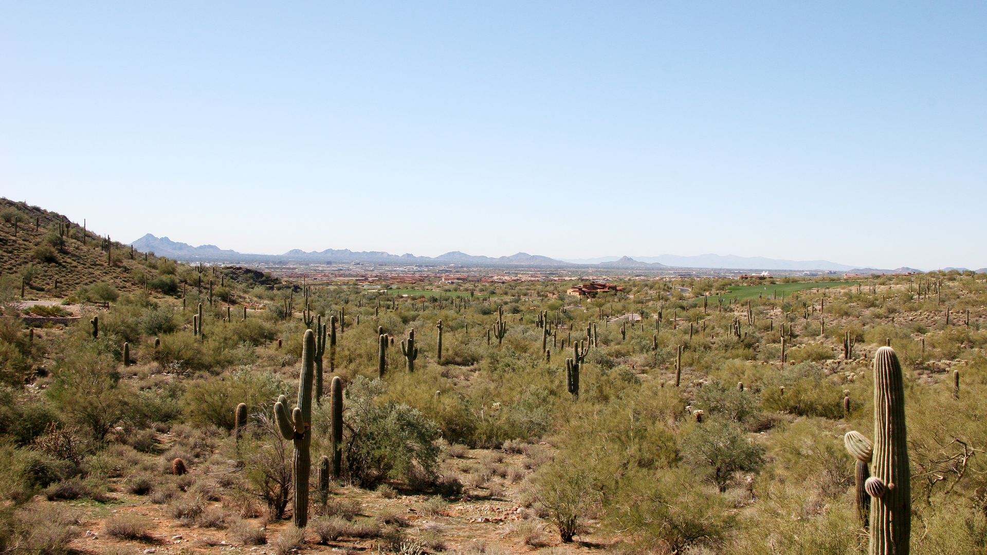 Saguaro-dotted desert view from Silverleaf, Scottsdale