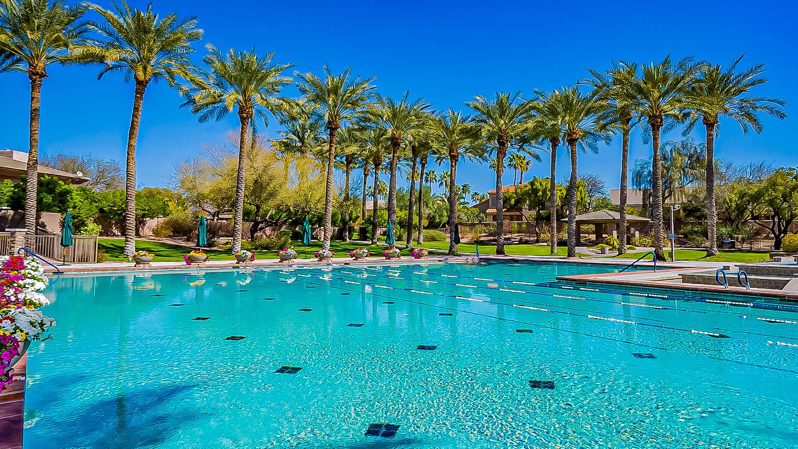 Palm-lined community pool at Stonegate in Scottsdale