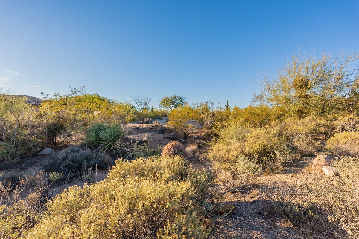 Desert scrub, a barrel cactus and boulders under a clear blue sky, desert scenery near Troon North in Scottsdale, Arizona