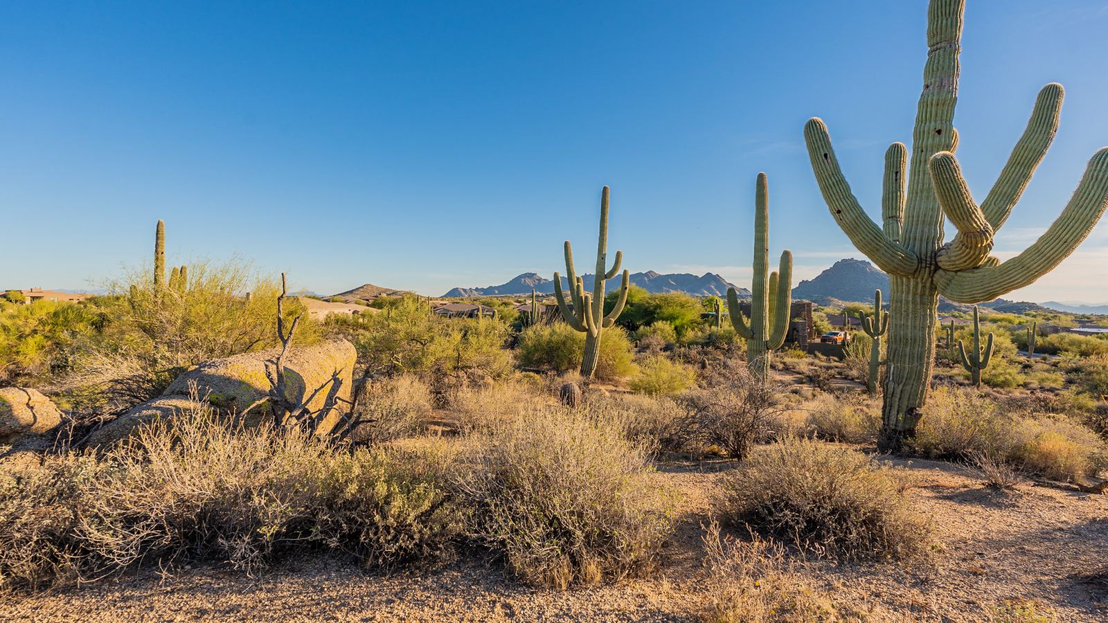Saguaros and Sonoran Desert landscape in Troon North, Scottsdale