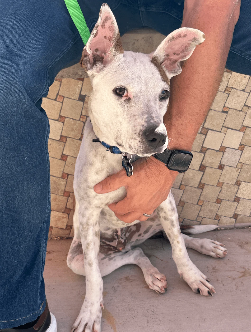 A Foster Friday rescue dog ready for adoption
