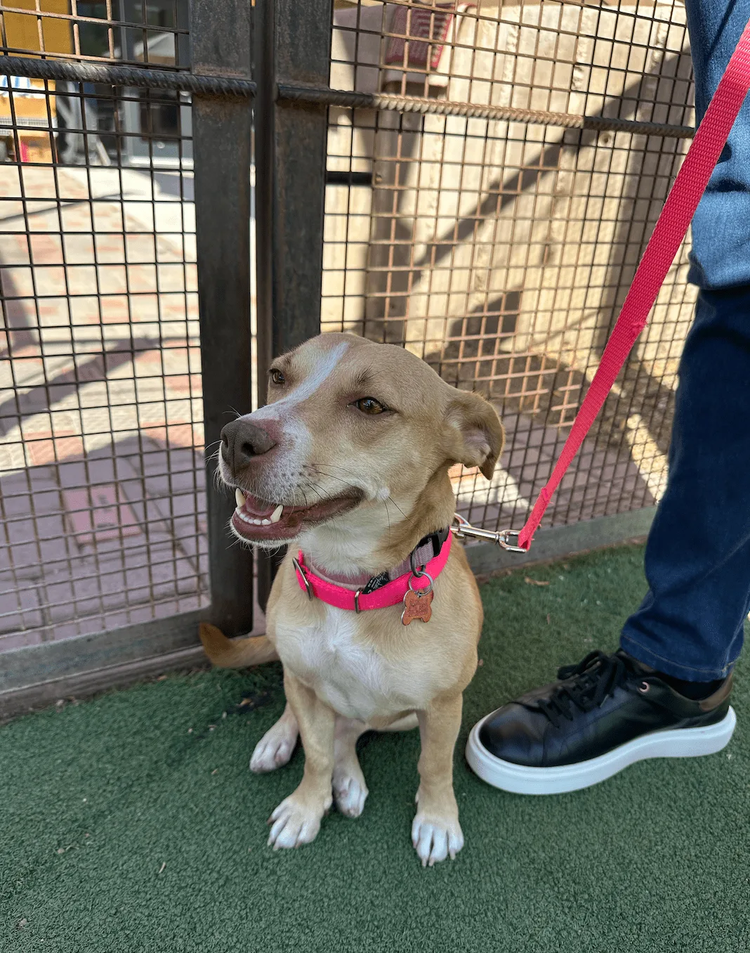 Smiling rescue dog featured on Foster Friday