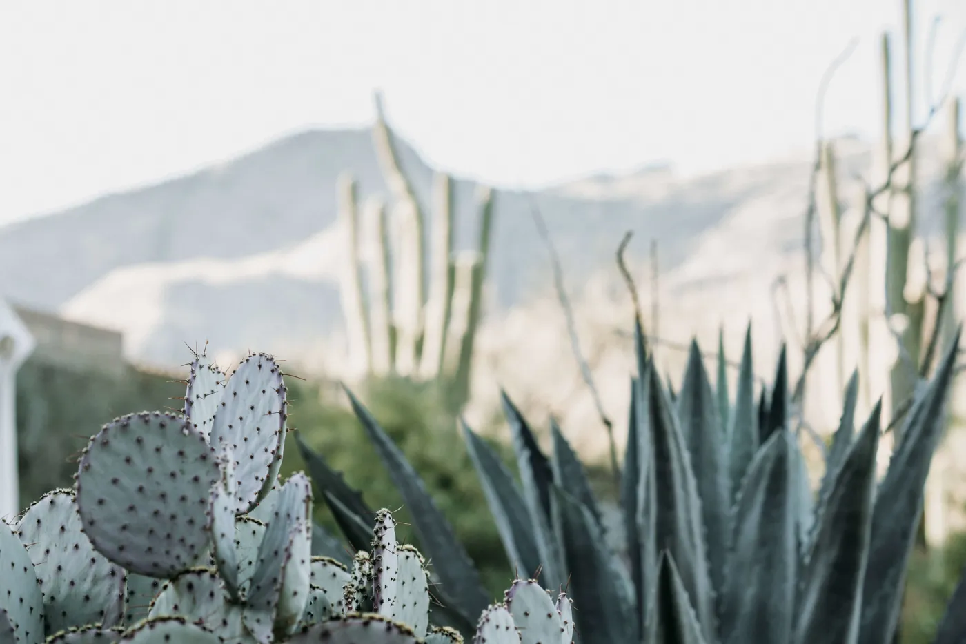 Cactus and agave against the McDowell Mountains
