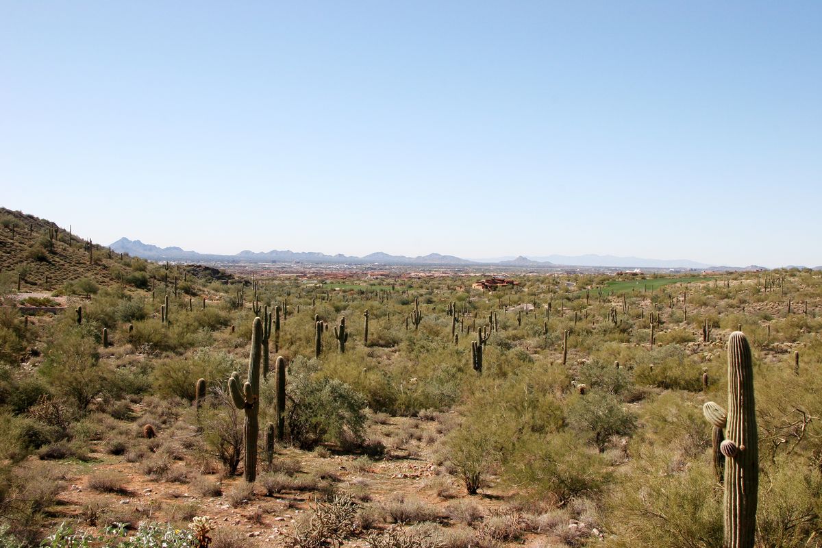 Saguaro-dotted desert view from Silverleaf, Scottsdale