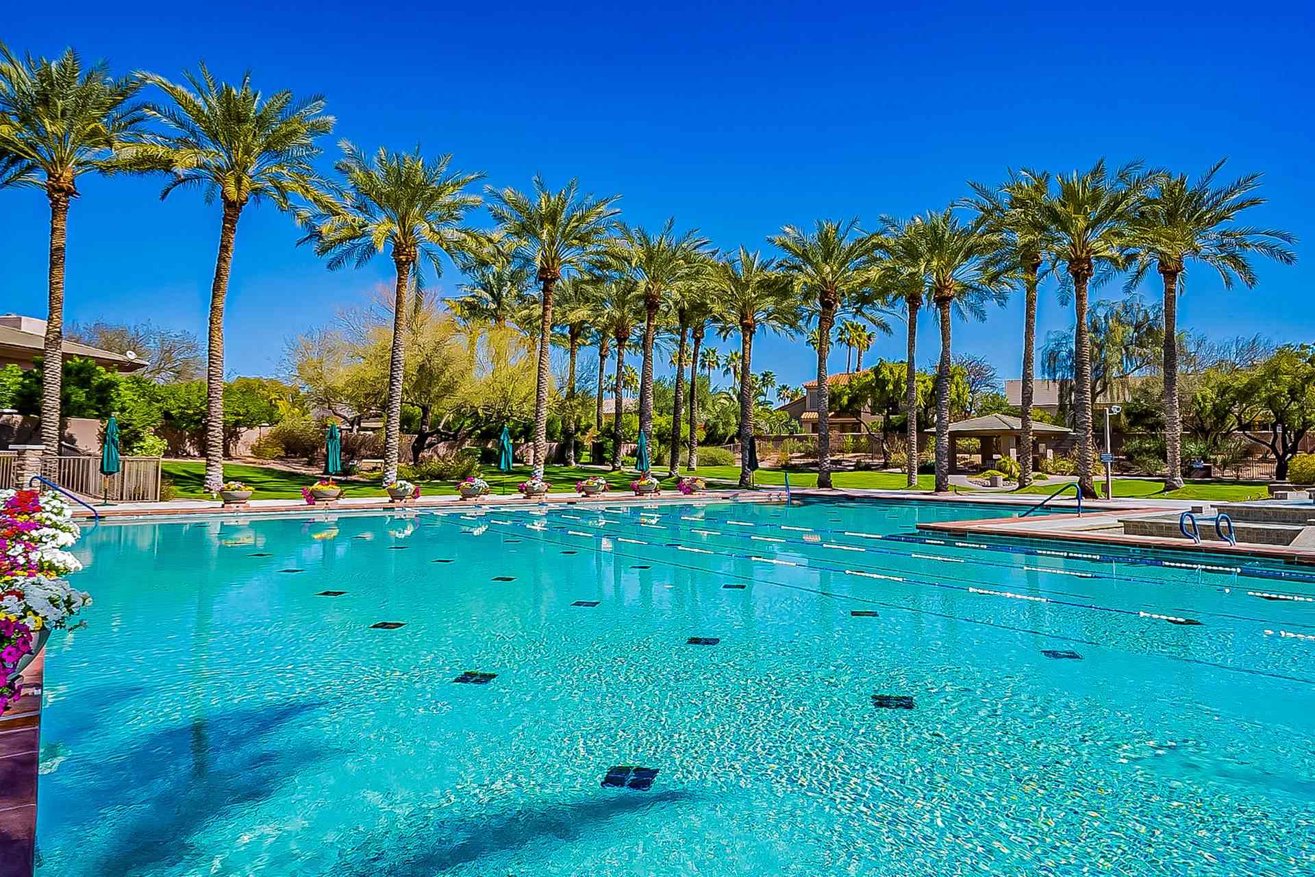 Palm-lined community pool at Stonegate in Scottsdale