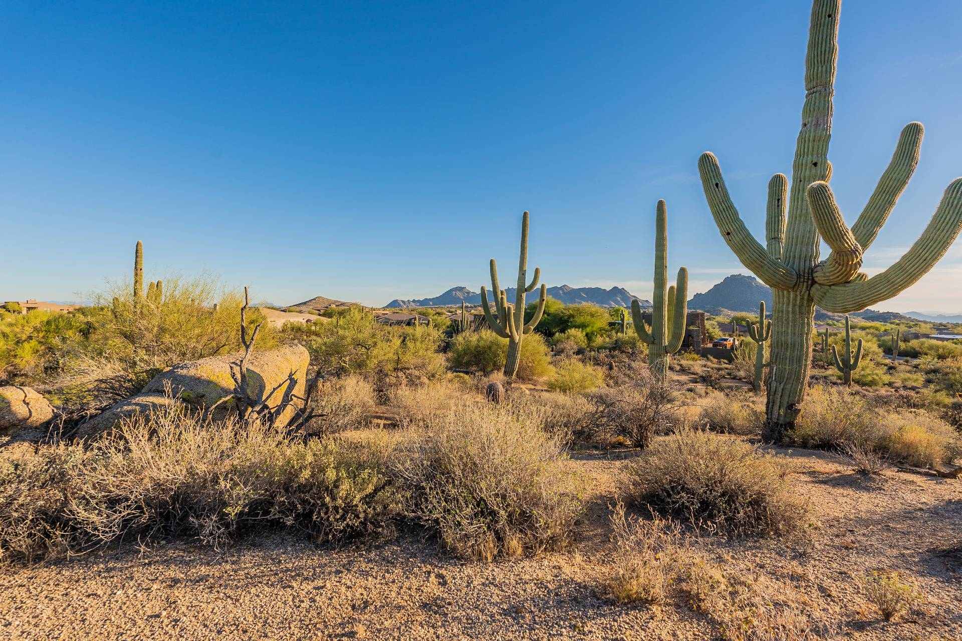 Saguaros and Sonoran Desert landscape in Troon North, Scottsdale