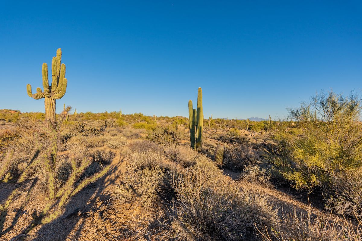 Saguaro cactus and desert brush in Troon North, Scottsdale